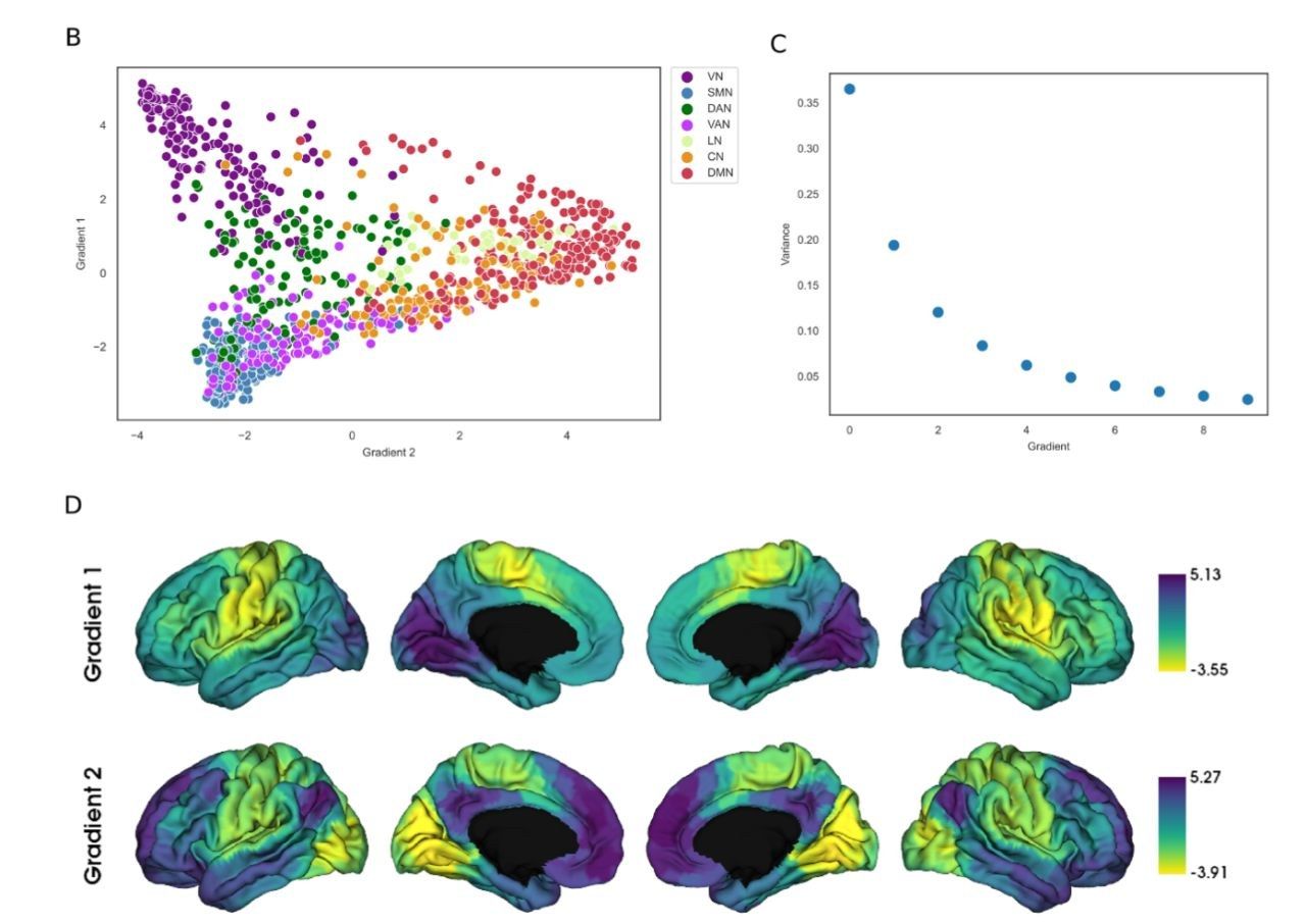 Scatter plot of the first two functional gradients and cortical surface maps of gradient 1 and gradient 2